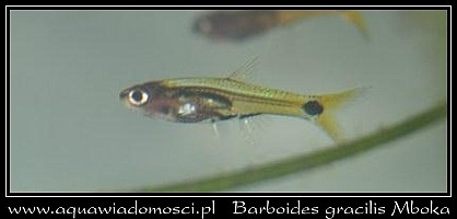 Barboides gracilis.jpg